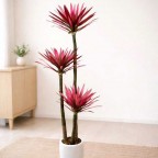 Cây phát tài lá đỏ 3 thân 